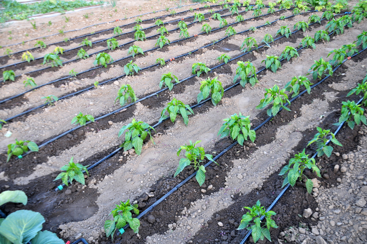 Drip irrigation is used to grow pepper in open organic soil.