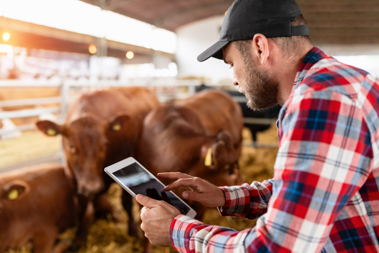 Farmer using a tablet to monitor livestock.