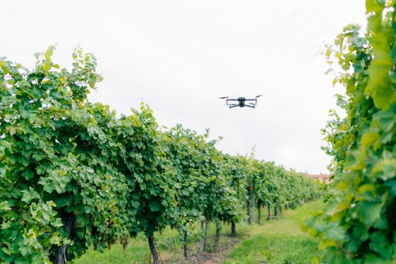 Drone moving through vineyard rows at harvest time.